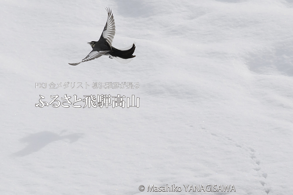 飛騨高山の雪景色(セグロセキレイ)　撮影・柳沢雅彦