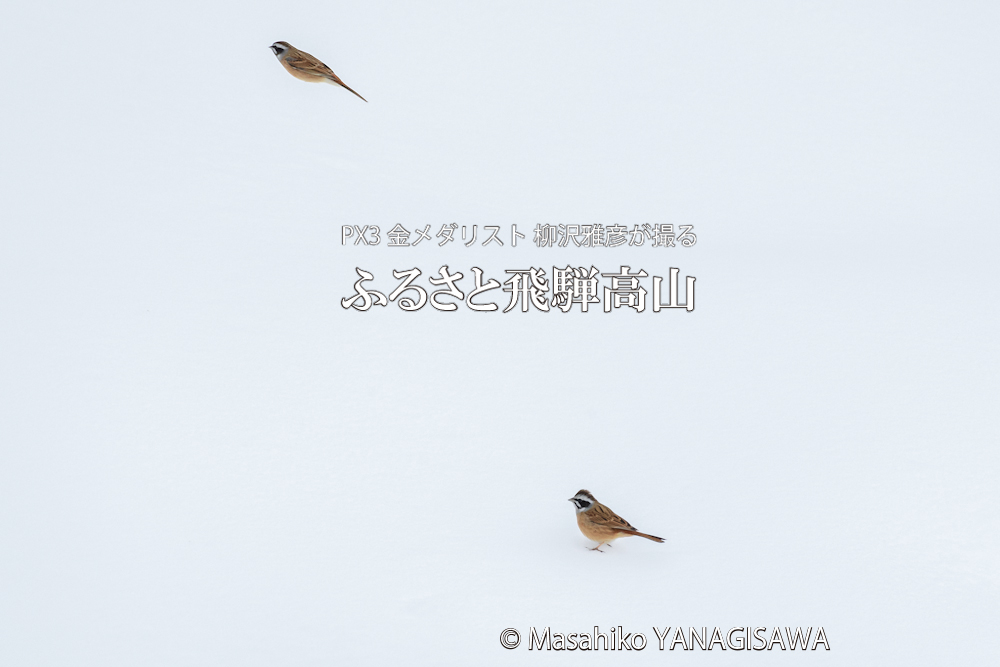 飛騨高山の雪景色(ホオジロ)　撮影・柳沢雅彦
