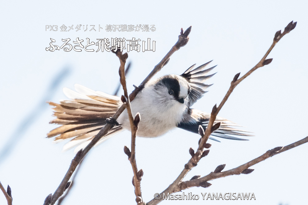 冬の飛騨高山の写真です－撮影 柳沢雅彦