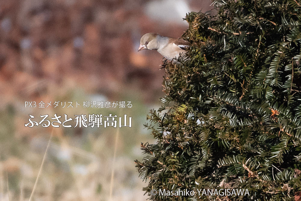 冬の飛騨高山の写真です－撮影 柳沢雅彦