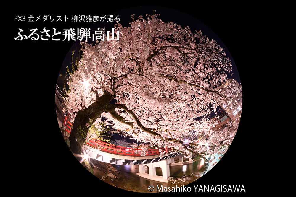 桜で彩られた春の飛騨高山の写真(夜景)です－撮影 柳沢雅彦