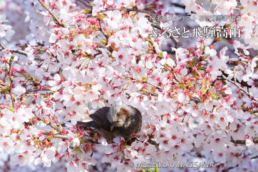 桜で彩られた春の飛騨高山(ヒヨドリ)撮影　撮影・柳沢雅彦