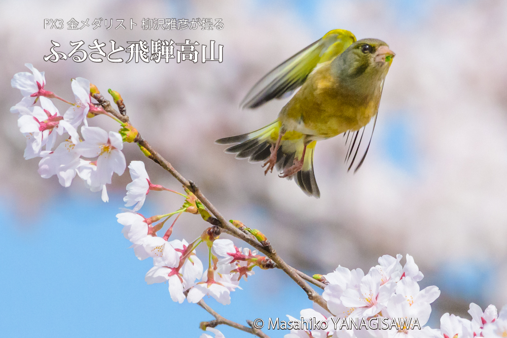 桜で彩られた春の飛騨高山(カワラヒワ)　撮影・柳沢雅彦
