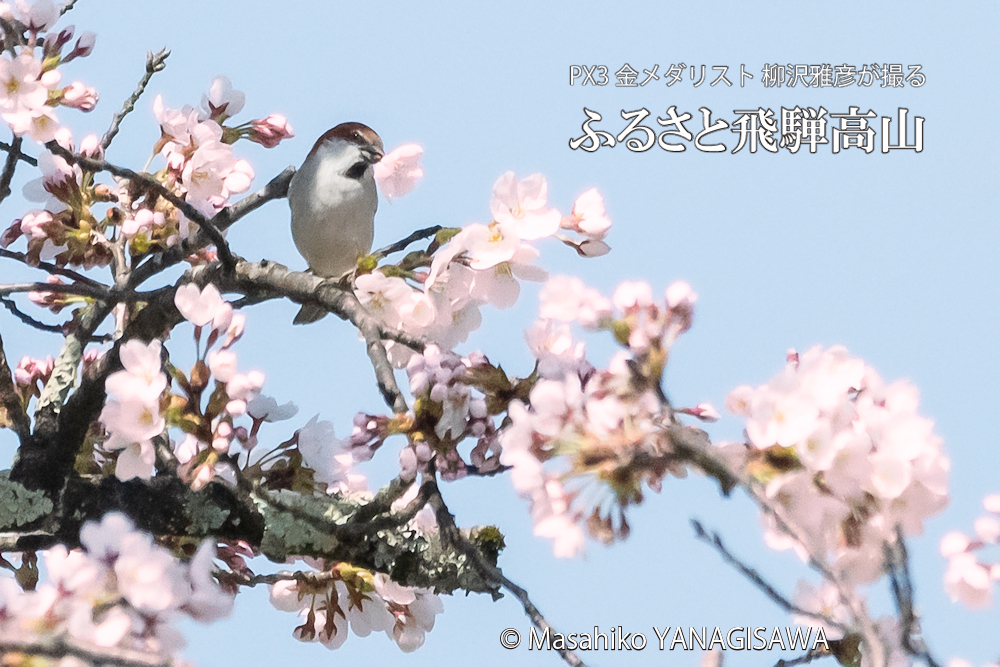 桜で彩られた春の飛騨高山(花びらを咥えるスズメ)　撮影・柳沢雅彦