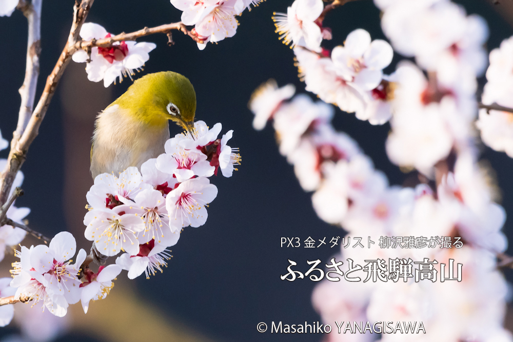桜で彩られた春の飛騨高山(メジロ)　撮影・柳沢雅彦