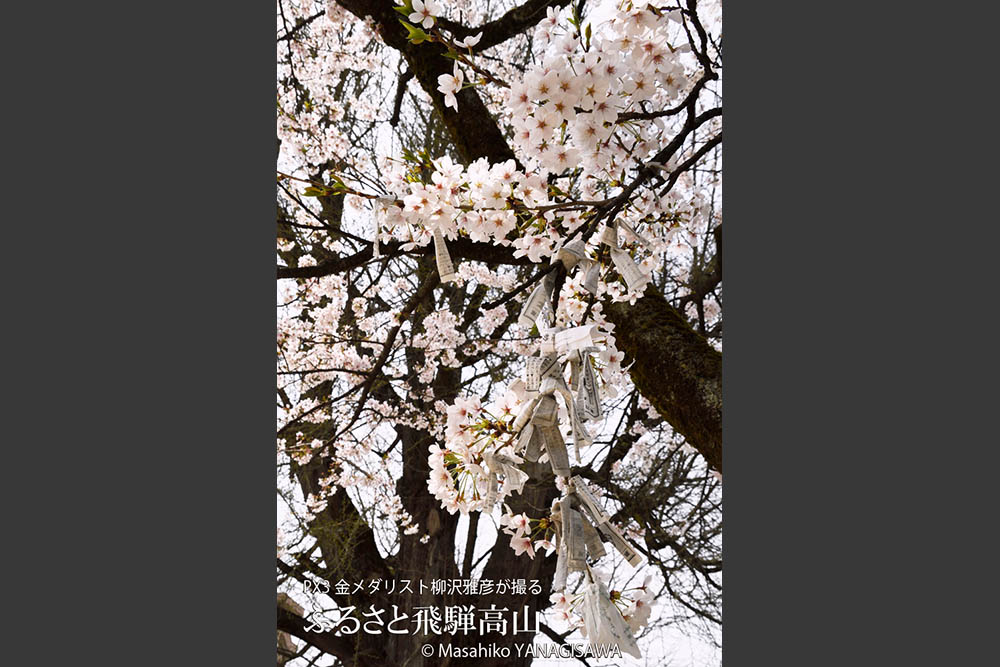 桜で彩られた春の飛騨高山の写真です－撮影 柳沢雅彦