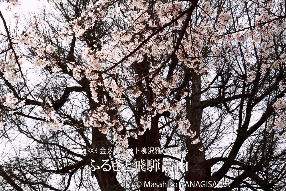 桜で彩られた春の飛騨高山の写真です－撮影 柳沢雅彦