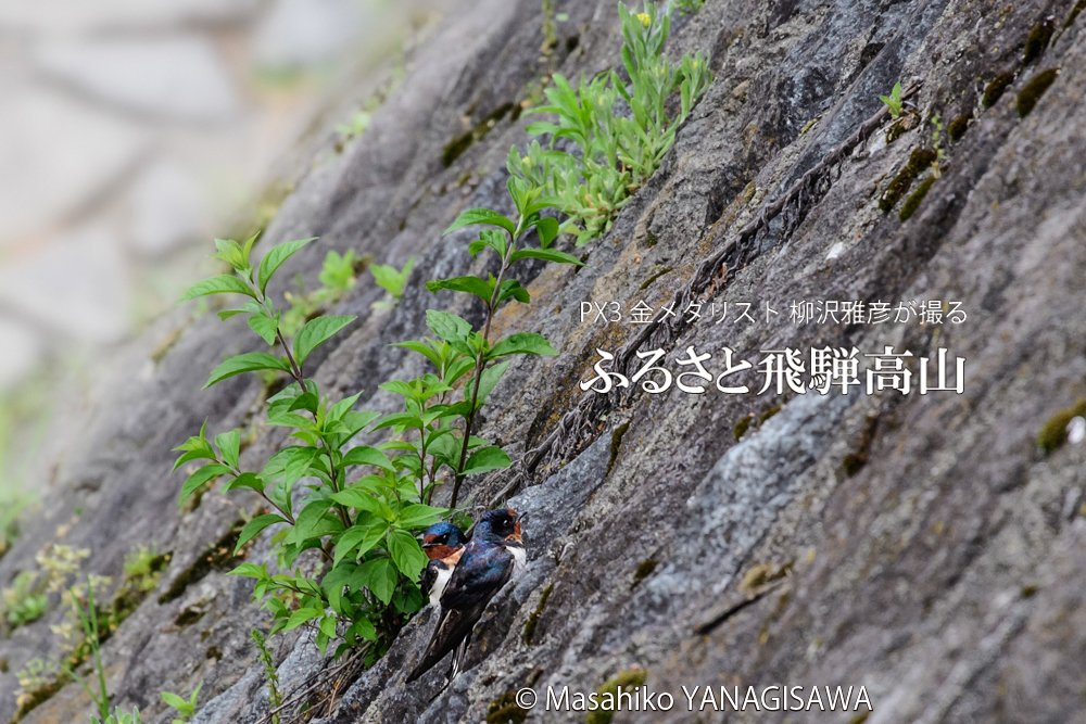 春の飛騨高山の写真です－撮影 柳沢雅彦