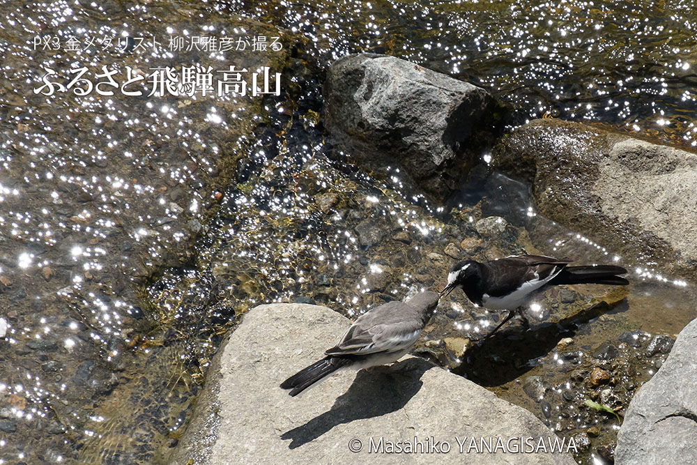 春の飛騨高山（水面、鳥）の写真です－撮影 柳沢雅彦
