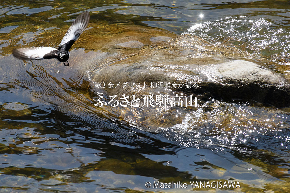 春の飛騨高山（水面、鳥）の写真です－撮影 柳沢雅彦