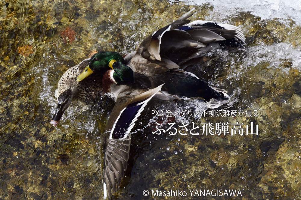 春の飛騨高山の写真（水面、鳥）です－撮影 柳沢雅彦