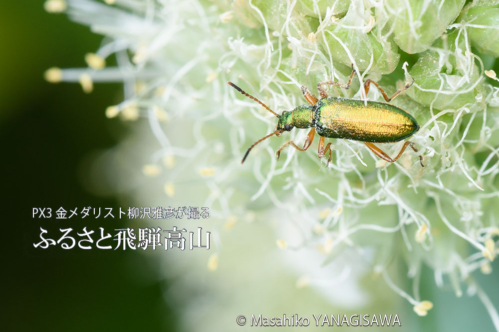 初夏の飛騨高山の写真（草花,昆虫,Nature）です－撮影 柳沢雅彦