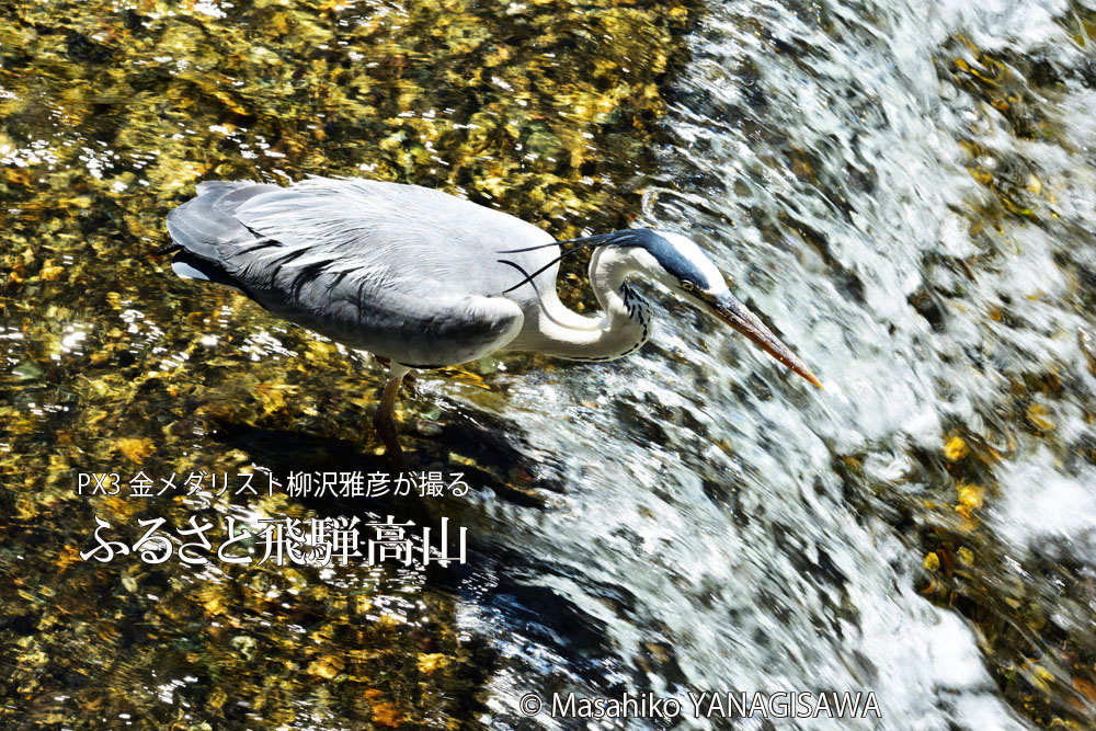 初夏の飛騨高山の写真（水面、鳥）です－撮影 柳沢雅彦