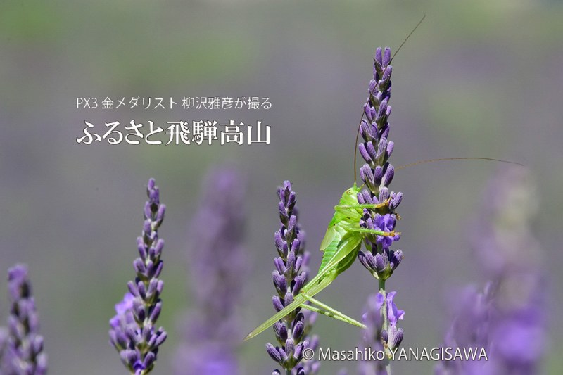 夏の飛騨高山(ラベンダー畑、バッタの幼虫)　撮影・柳沢雅彦