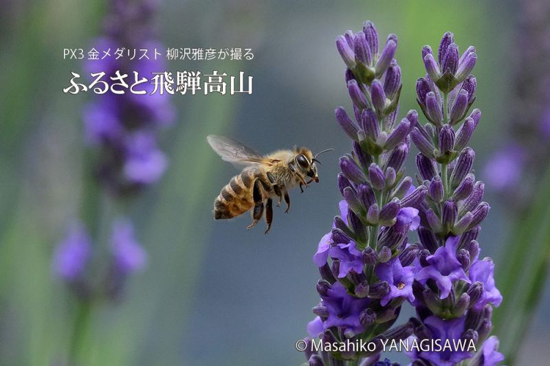 夏の飛騨高山(ラベンダー畑、ミツバチ)　撮影・柳沢雅彦