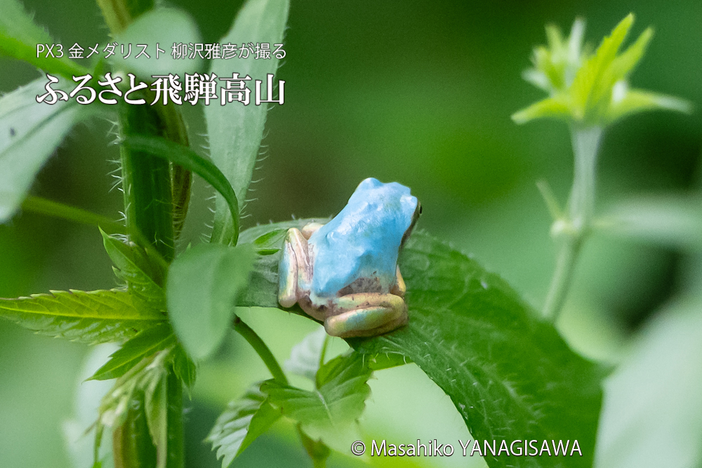 夏の飛騨高山(「幸せを呼ぶ」といわれる水色のアマガエル)　撮影・柳沢雅彦