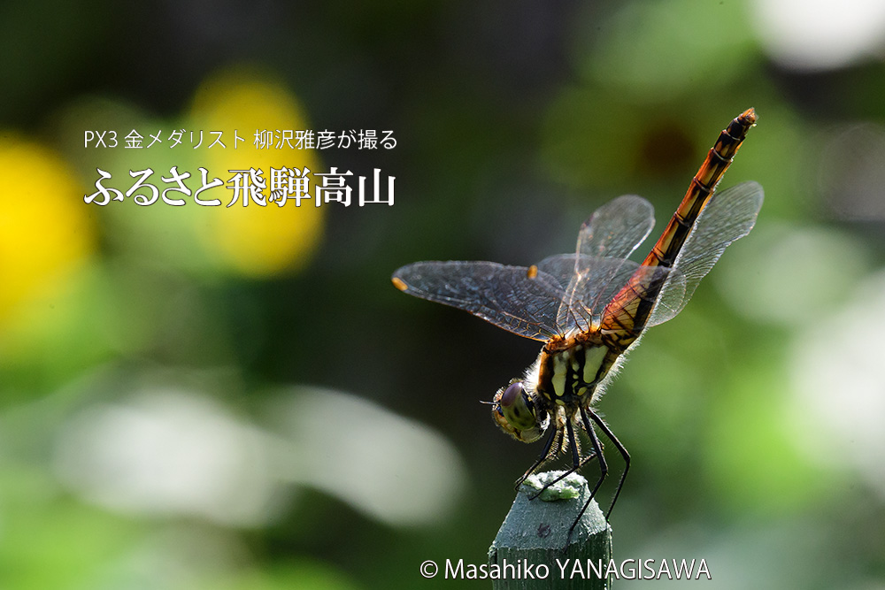 夏の飛騨高山(草花や昆虫)の写真です－撮影 柳沢雅彦