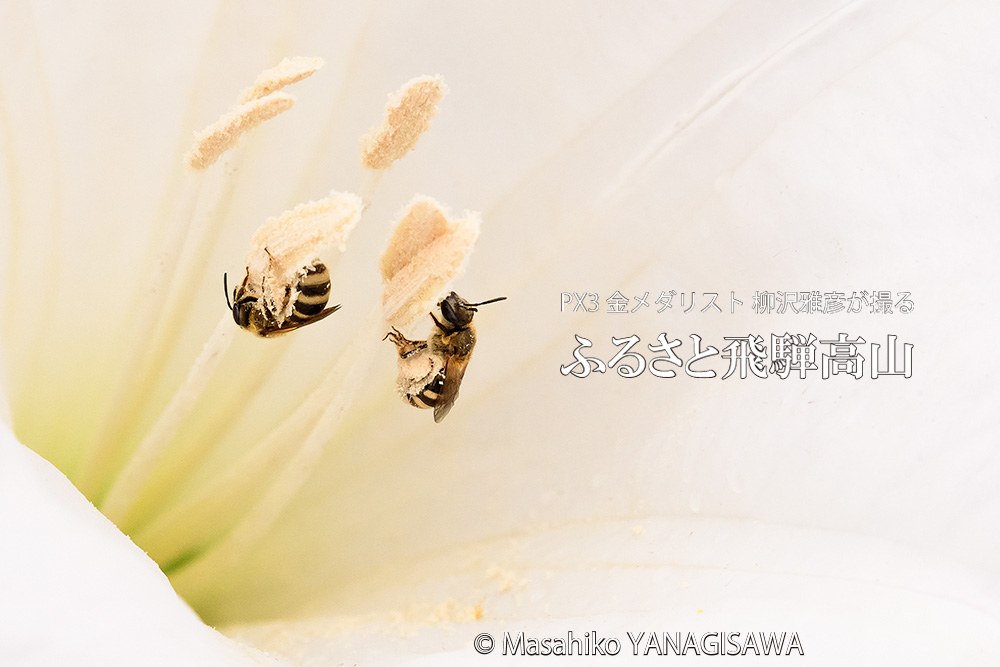 夏の飛騨高山(草花や昆虫)の写真です－撮影 柳沢雅彦