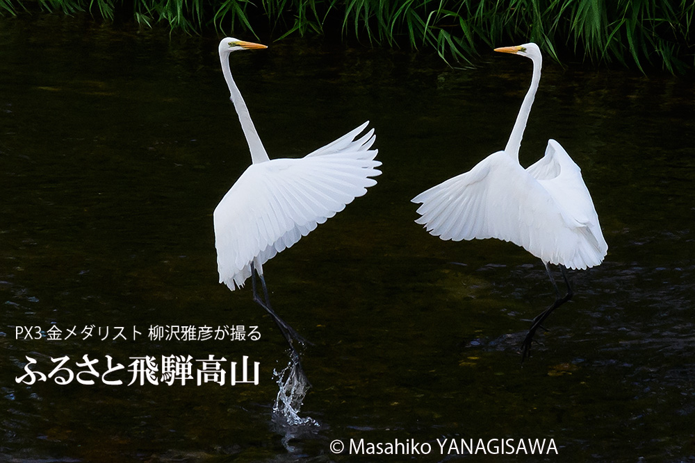 晩夏の飛騨高山(水面、鳥)の写真です－撮影 柳沢雅彦