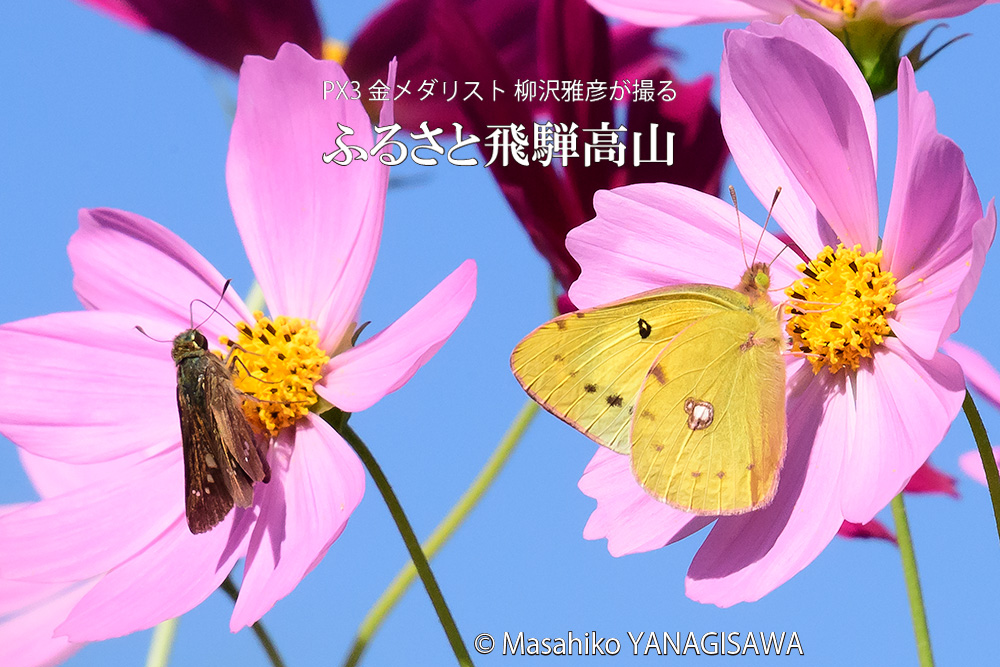 晩夏の飛騨高山(草花や昆虫)の写真です－撮影 柳沢雅彦