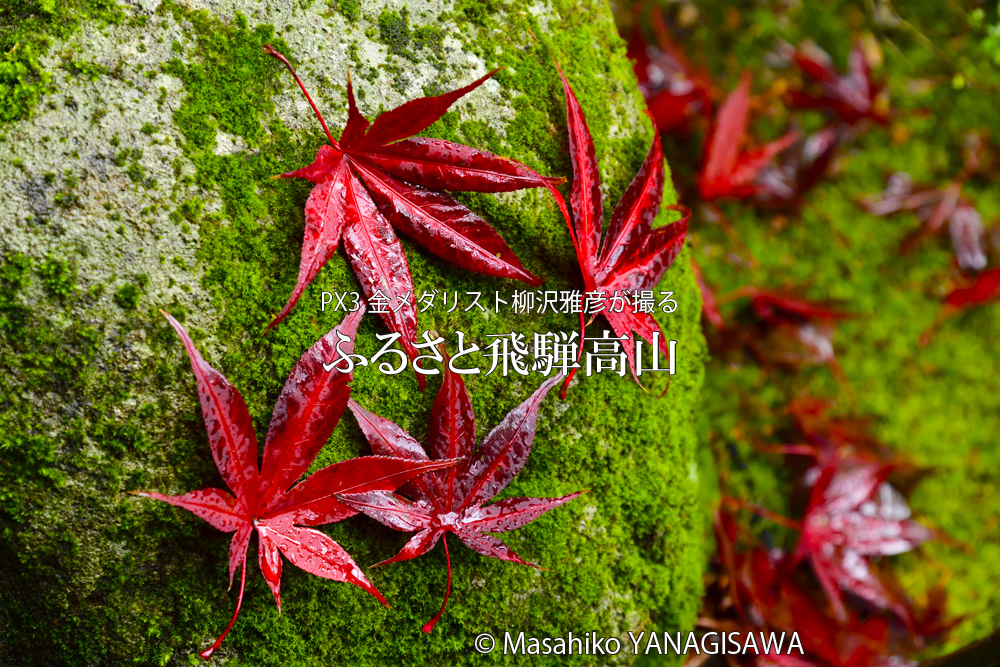 飛騨高山の紅葉の写真です－撮影 柳沢雅彦