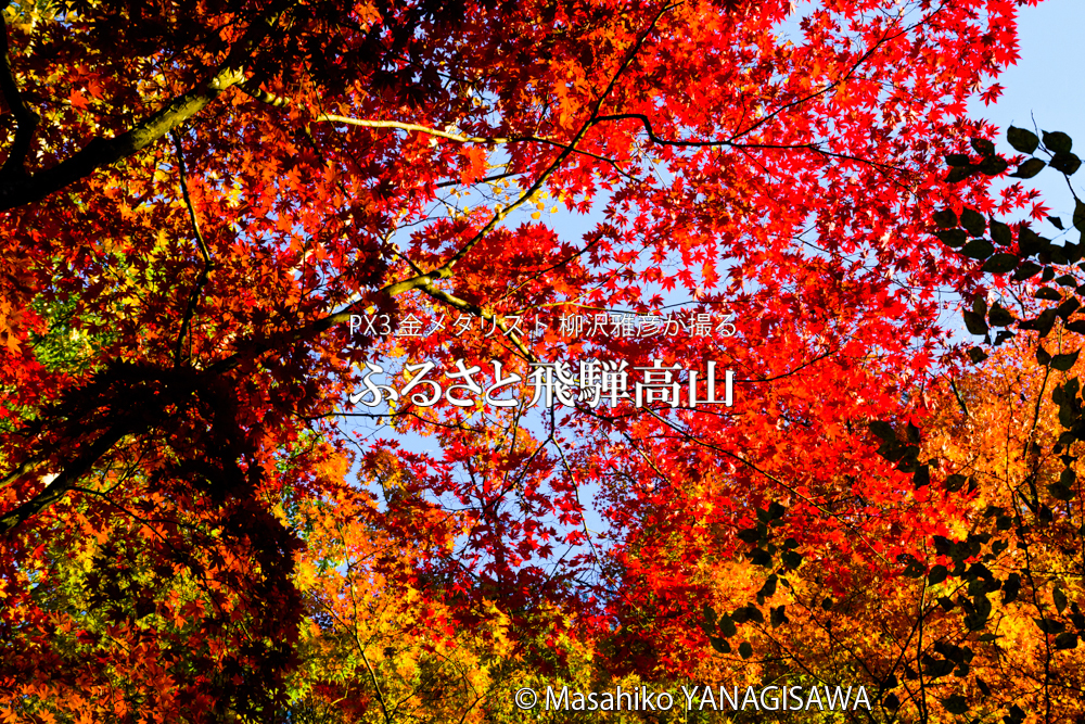 飛騨高山の紅葉の写真です－撮影 柳沢雅彦