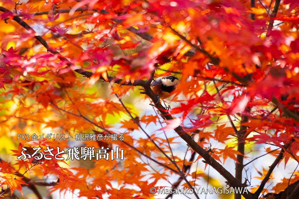 秋の飛騨高山の写真です－撮影 柳沢雅彦