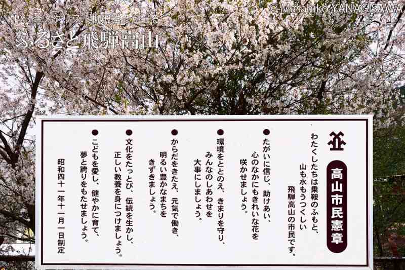 満開の桜と高山市民憲章－撮影 柳沢雅彦