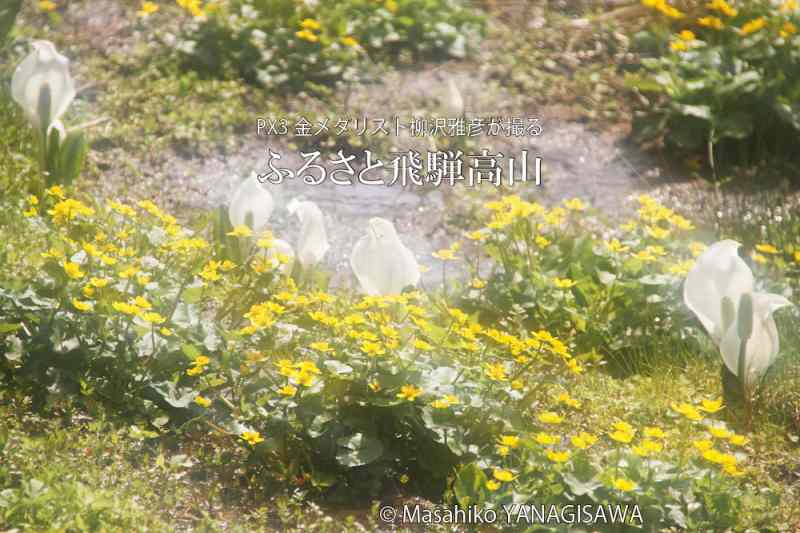 春の飛騨高山の写真（水ばしょう）です－撮影 柳沢雅彦