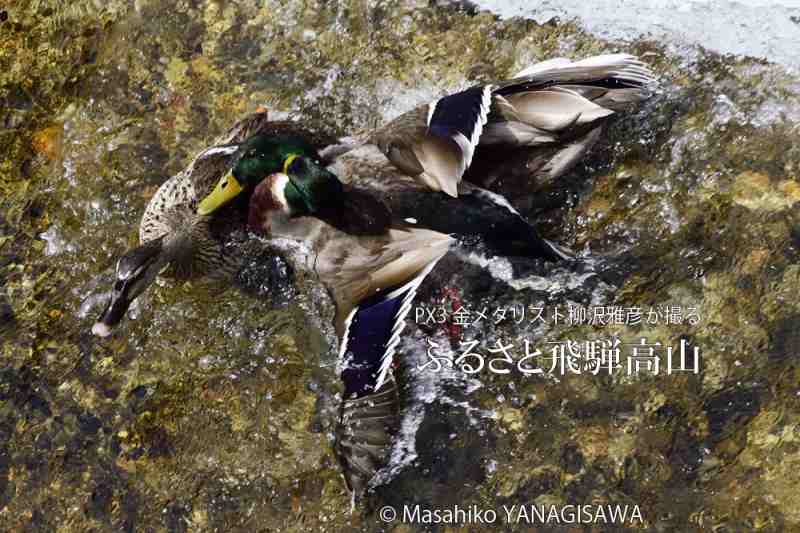 春の飛騨高山の写真（水面、鳥）です－撮影 柳沢雅彦