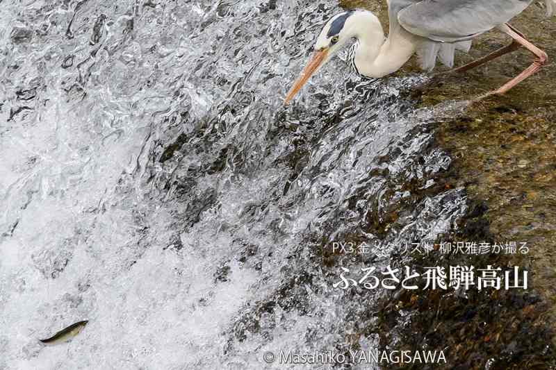 初夏の飛騨高山の写真（水面、鳥）です－撮影 柳沢雅彦