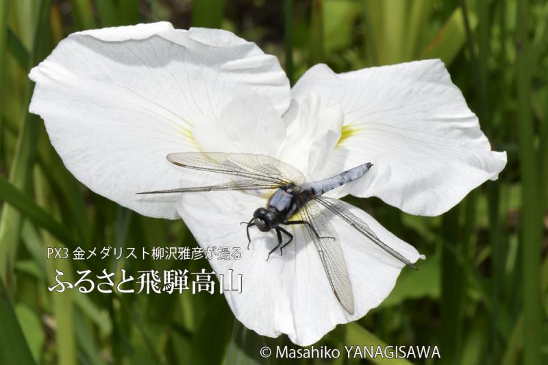 初夏の飛騨高山の写真（草花,昆虫,Nature）です－撮影 柳沢雅彦