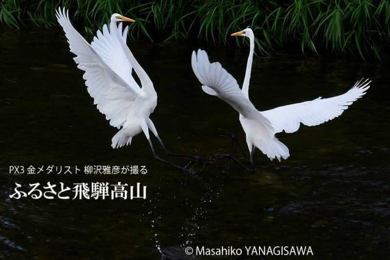 晩夏の飛騨高山(水面、鳥)の写真です－撮影 柳沢雅彦