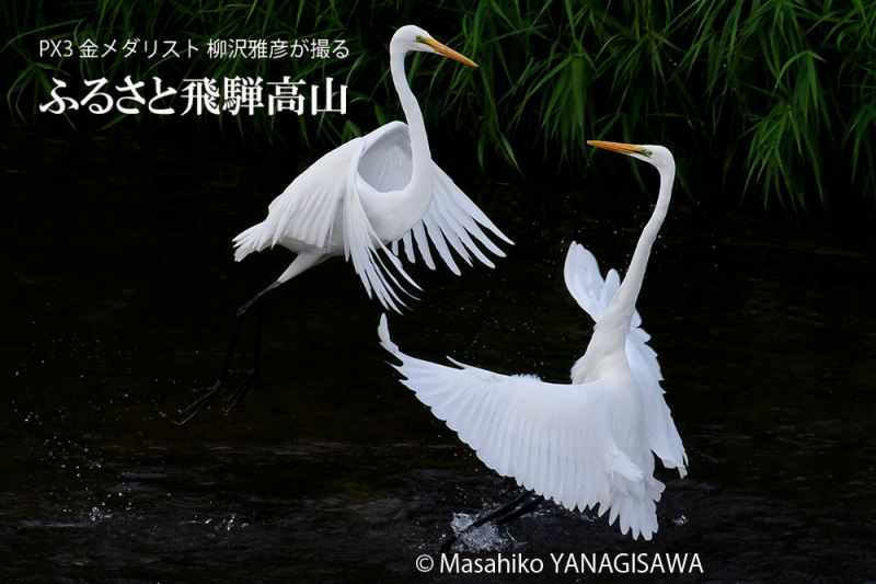 晩夏の飛騨高山(水面、鳥)の写真です－撮影 柳沢雅彦