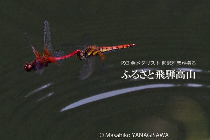 晩夏の飛騨高山(草花や昆虫)の写真です－撮影 柳沢雅彦