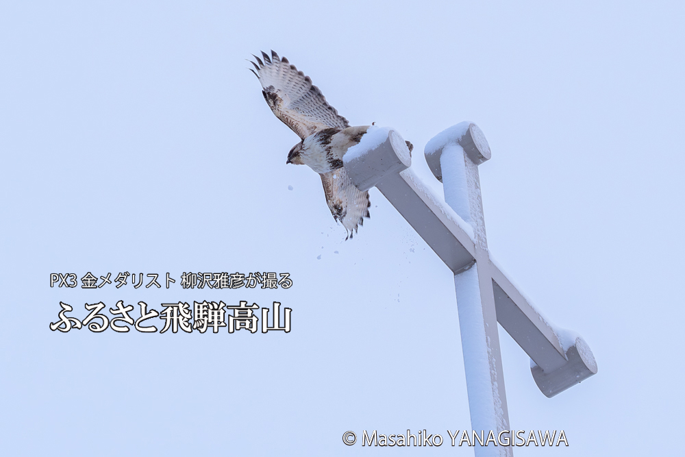 飛騨高山に棲むノスリの写真です。