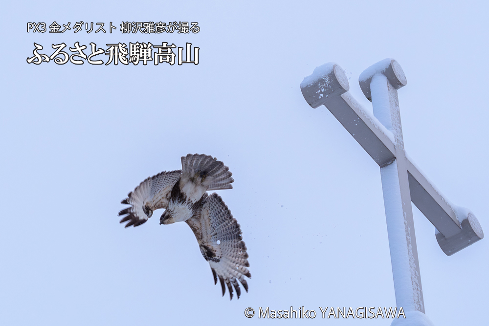 飛騨高山に棲むノスリの写真です。