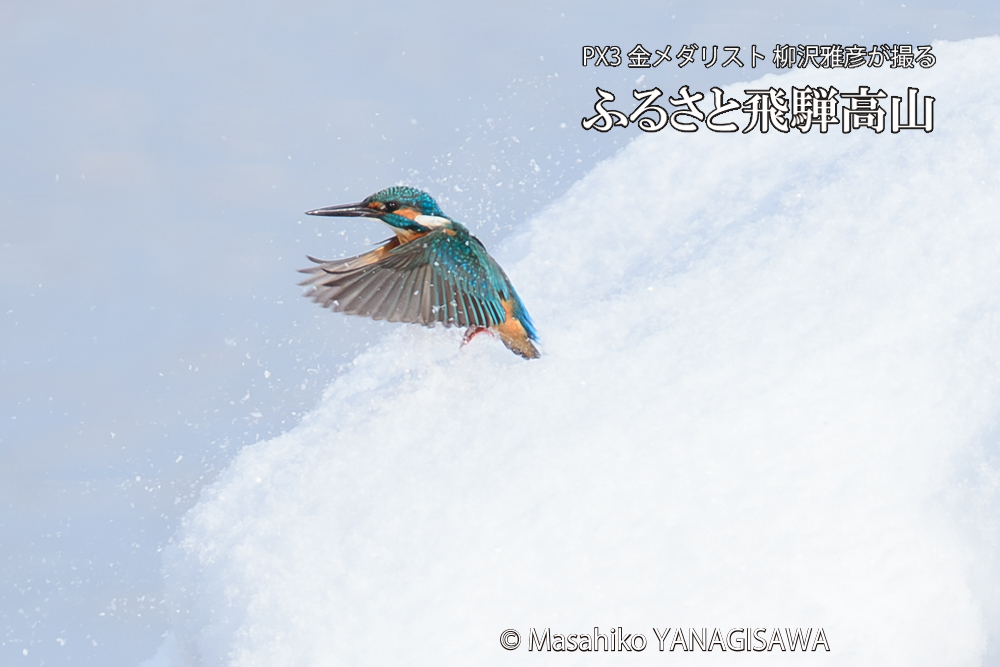 飛騨高山に棲むカワセミの写真です。