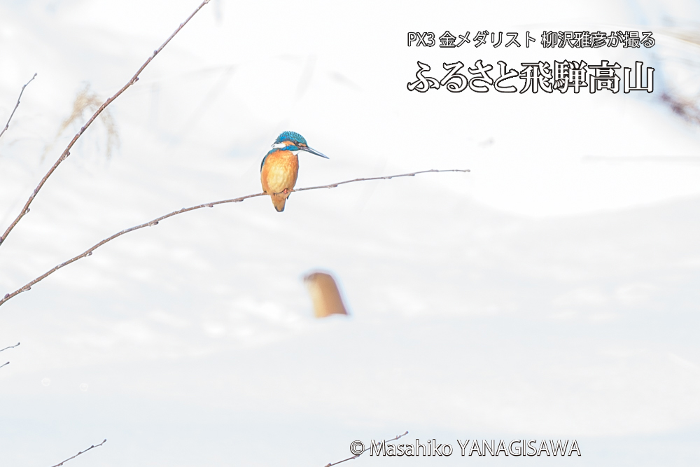 飛騨高山に棲むカワセミとイタチの写真です。