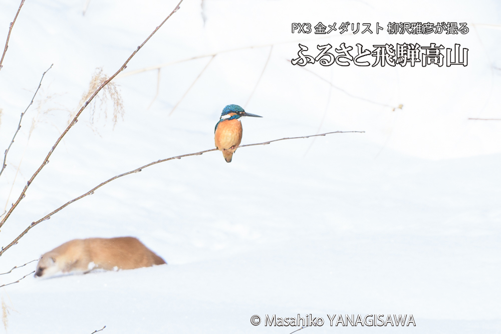 飛騨高山に棲むカワセミとイタチの写真です。