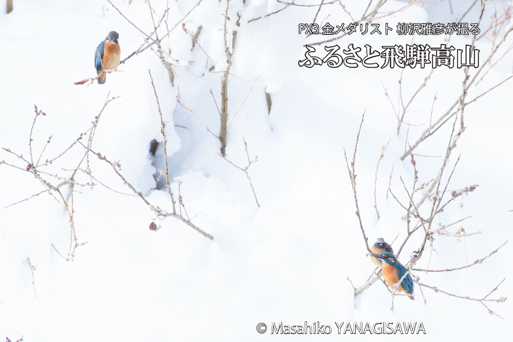 飛騨高山に棲むカワセミとジョウビタキの写真です。