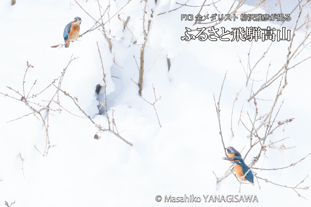 飛騨高山に棲むカワセミとジョウビタキの写真です。