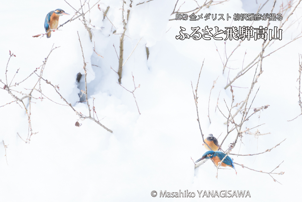 飛騨高山に棲むカワセミとジョウビタキの写真です。