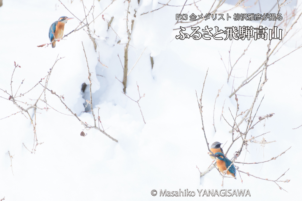 飛騨高山に棲むカワセミとジョウビタキの写真です。