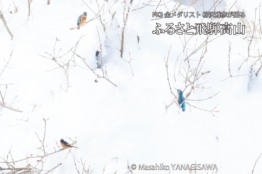 飛騨高山に棲むカワセミとジョウビタキの写真です。