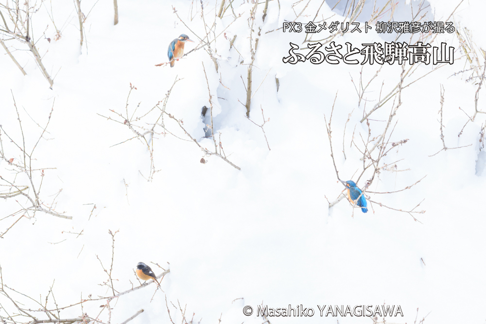 飛騨高山に棲むカワセミとジョウビタキの写真です。