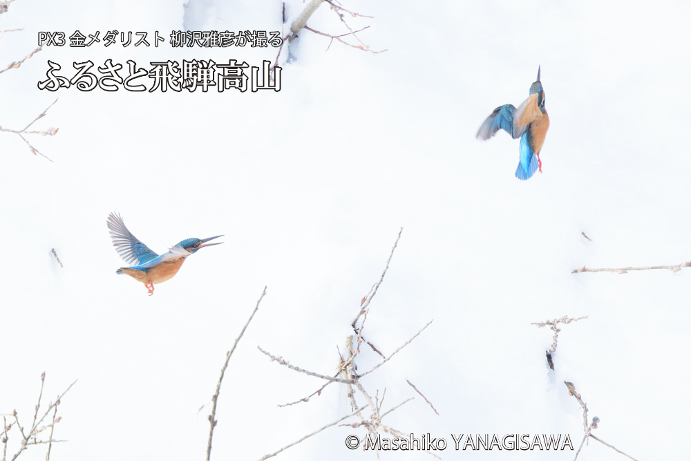 飛騨高山に棲むカワセミの写真です。
