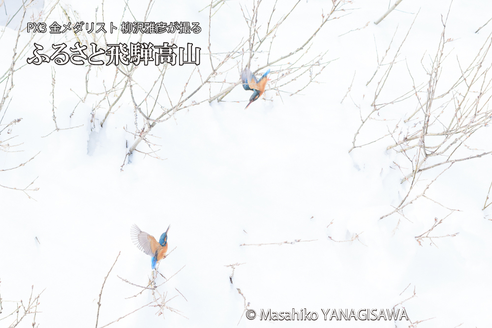 飛騨高山に棲むカワセミの写真です。