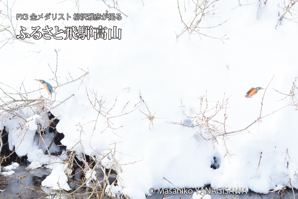 飛騨高山に棲むカワセミの写真です。