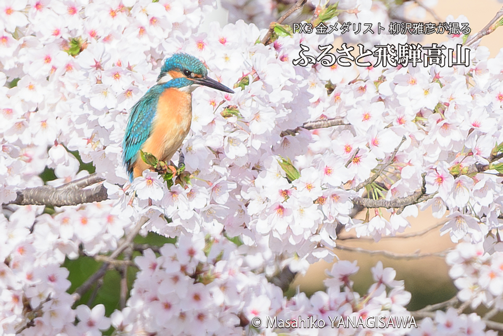 飛騨高山に棲むカワセミと満開の桜の写真です。